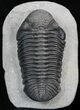 Drotops Trilobite - Top Quality Specimen #39384-4